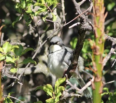 Apalis thoracica capensis