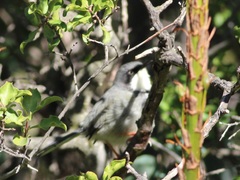 Apalis thoracica capensis