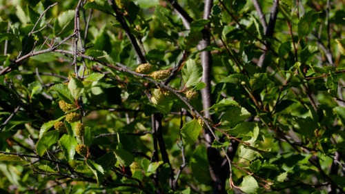 Japanese bog birch (Betula fruticosa)