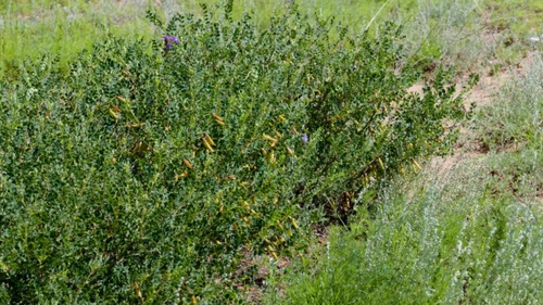 Image of Caragana microphylla by (c) Urgamal Magsar, some rights reserved (CC BY)