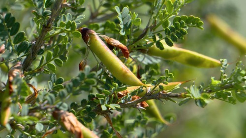 Image of Littleleaf Peashrub (Caragana microphylla) by (c) Urgamal Magsar, some rights reserved (CC BY)