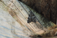 Catocala duplicata