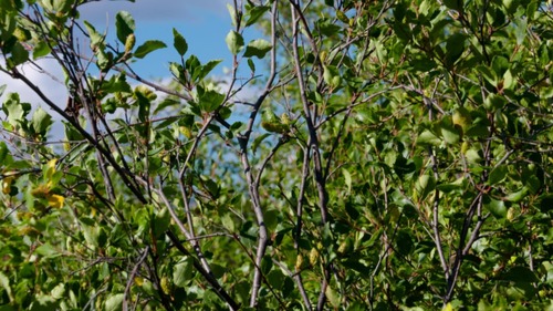 Japanese bog birch (Betula fruticosa)