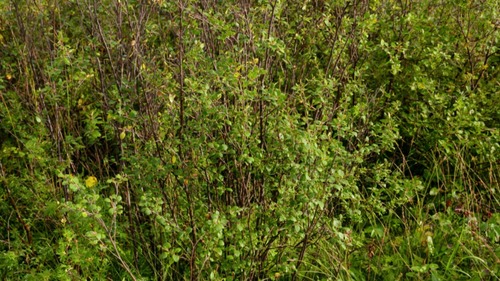 Image of Betula fruticosa by (c) Urgamal Magsar, some rights reserved (CC BY)