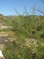 Psoralea odoratissima