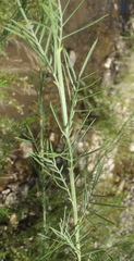 Psoralea odoratissima