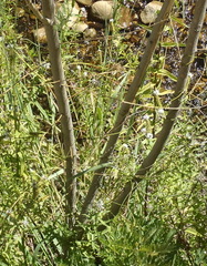 Psoralea odoratissima