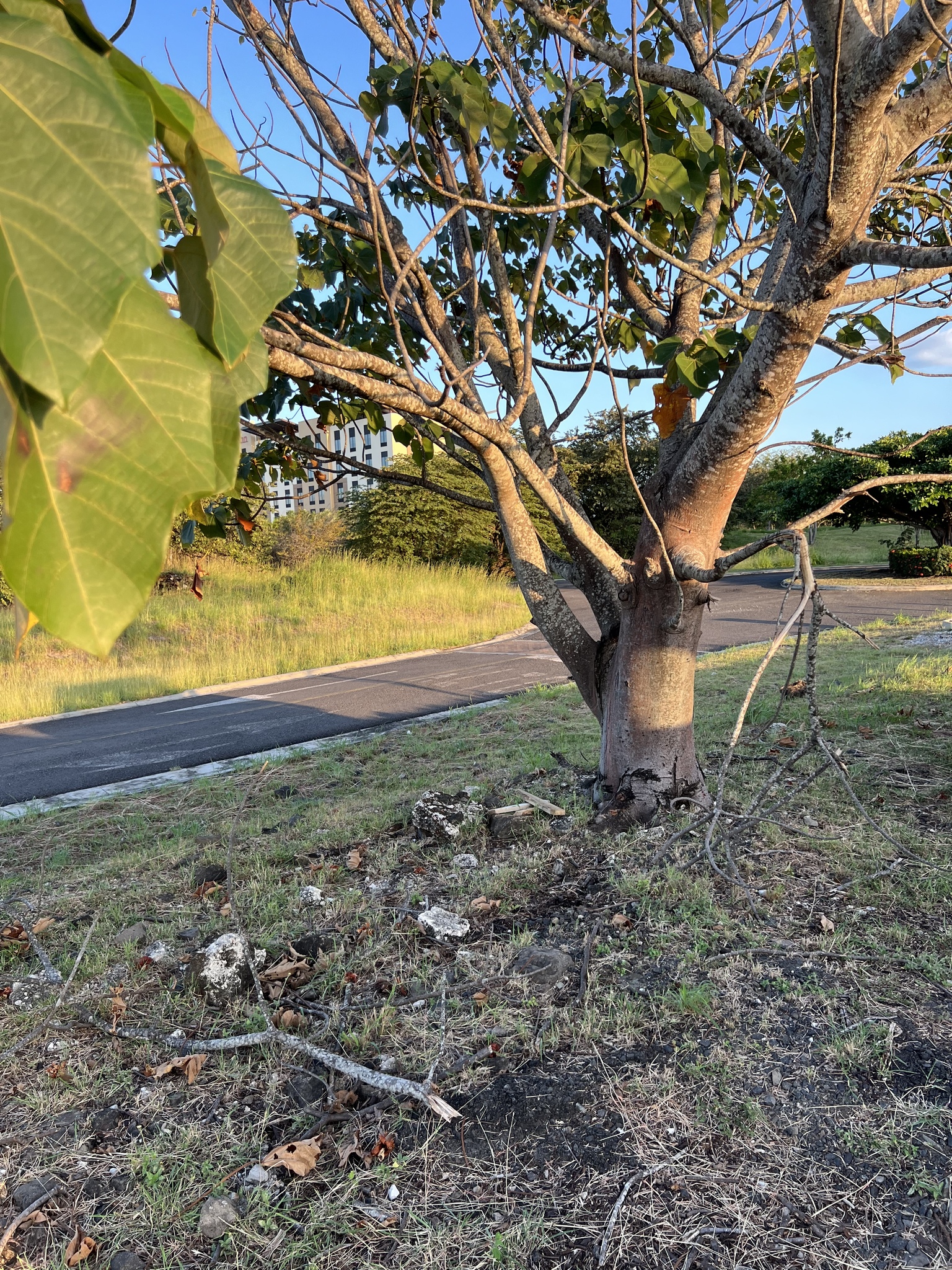 Imagem de Paineira