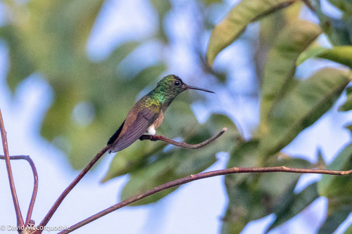 Copper-tailed Hummingbird