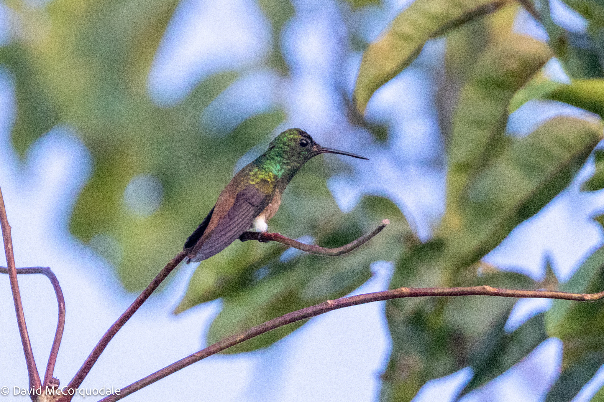 Copper-tailed Hummingbird (Saucerottia cupreicauda), photo 2