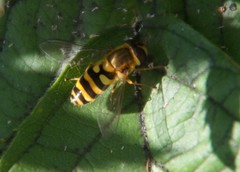 Syrphus vitripennis