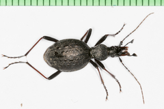 Cychrus spinicollis