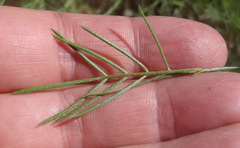 Psoralea odoratissima