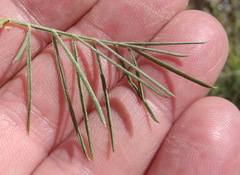 Psoralea odoratissima