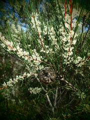 Hakea propinqua