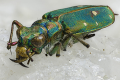 Cicindela