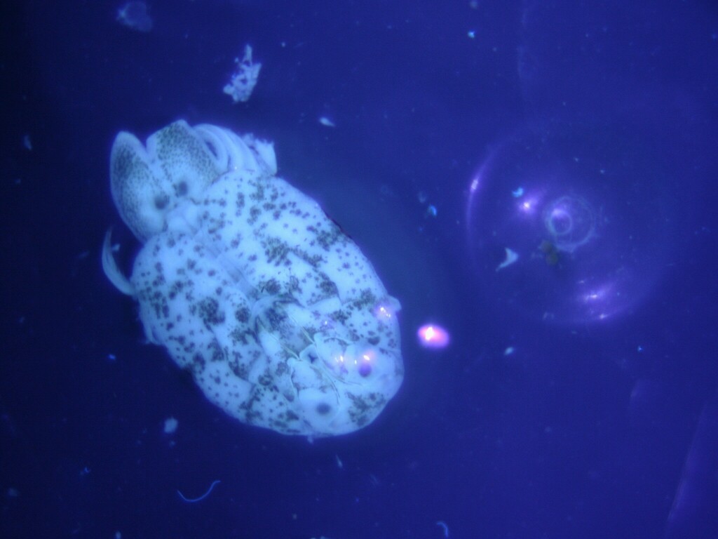 Garloving Fishlouse