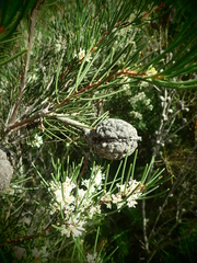 Hakea propinqua