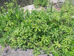 Ipomoea pes-tigridis