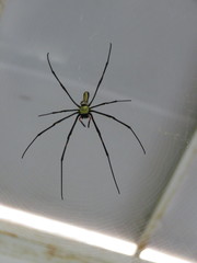 Nephila pilipes