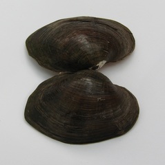 Strophitus undulatus