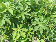 Ipomoea pes-tigridis