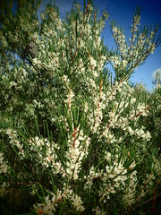 Hakea propinqua