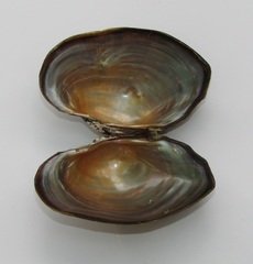 Strophitus undulatus