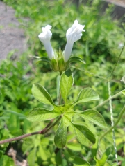Ipomoea pes-tigridis