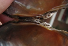 Strophitus undulatus