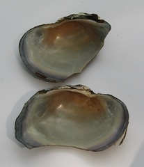 Strophitus undulatus