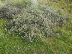 Salix repens argentea