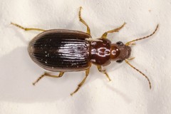 Bradycellus harpalinus
