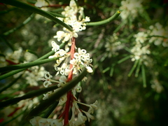 Hakea propinqua