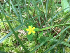 Hypericum taihezanense