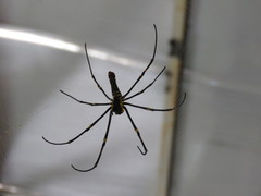 Nephila pilipes