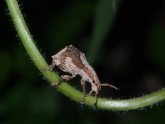 Episomus chinensis