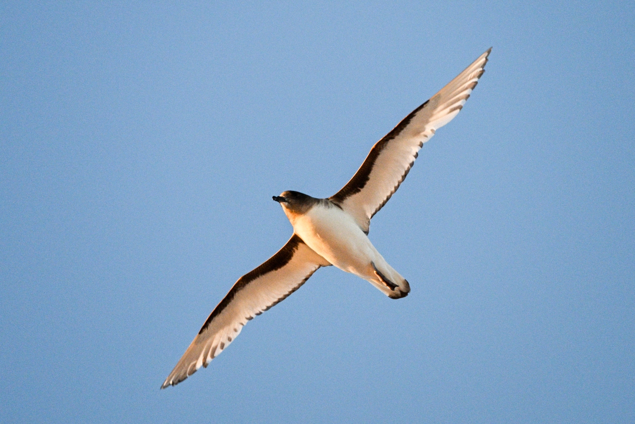 Antarctic Petrel (Thalassoica antarctica), photo 8
