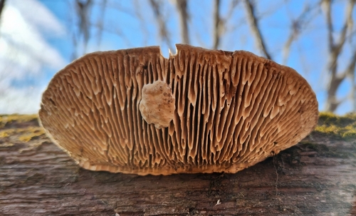 Ąžuolinis Vinguris nuotrauka