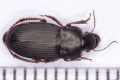 Harpalus tardus