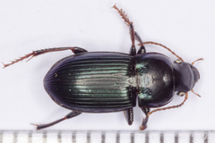 Harpalus honestus