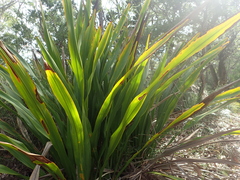 Doryanthes excelsa