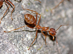 Oecophylla smaragdina