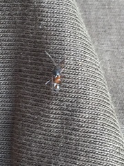 Pilophorus perplexus