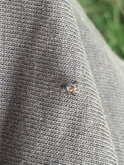 Pilophorus perplexus