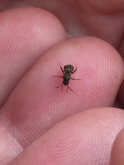 Pilophorus perplexus