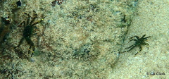 Percnon planissimum