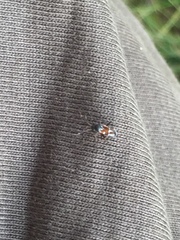 Pilophorus perplexus