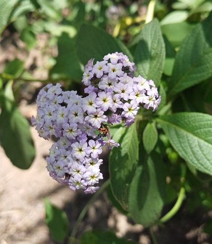 Image of Heliotropium arborescens by (c) Monics Paredes, some rights reserved (CC BY)