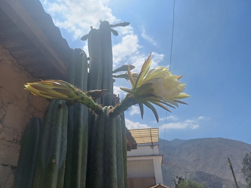 Foto de Cacto San Pedro